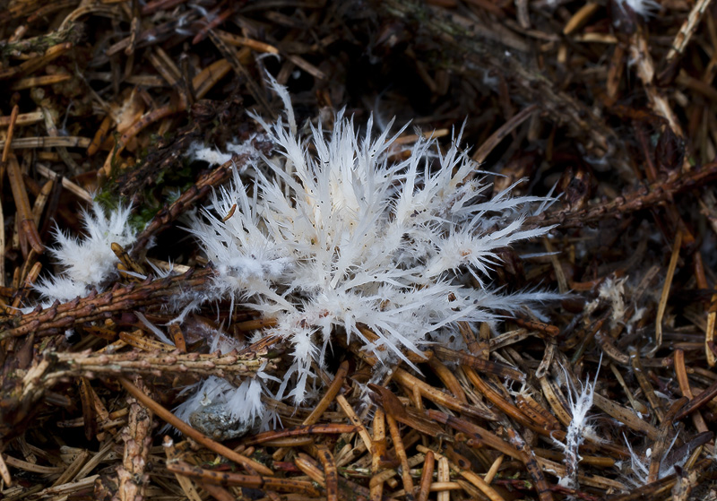 Pterula multifida